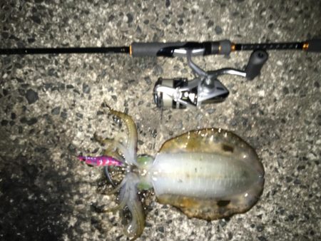 アオリイカ渋い